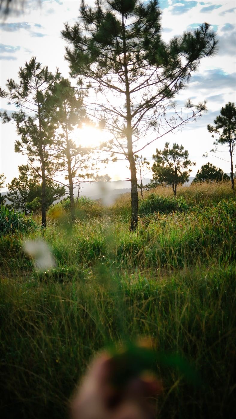 Morning sun shining through the pine trees outside Đà Lạt