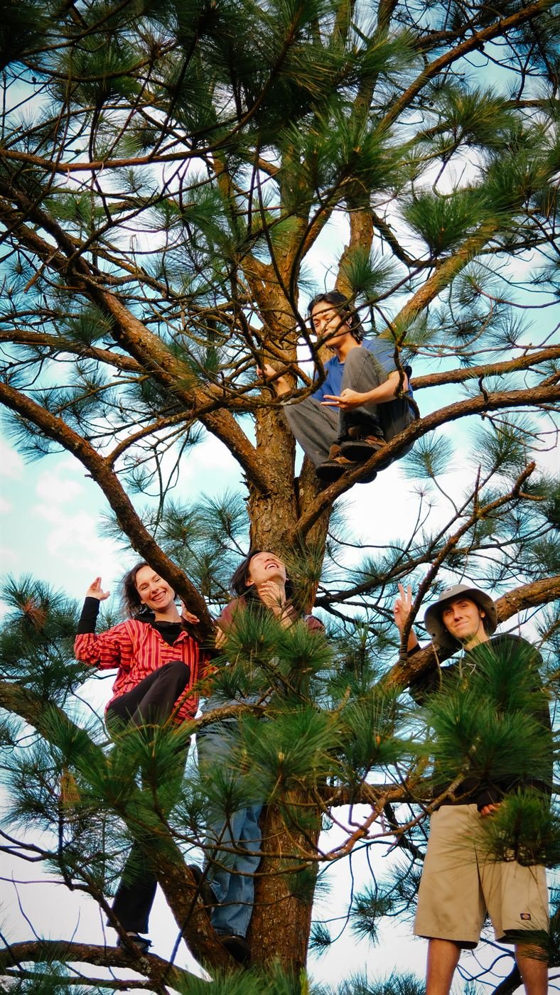 Friends climbing a pine tree at sunrise