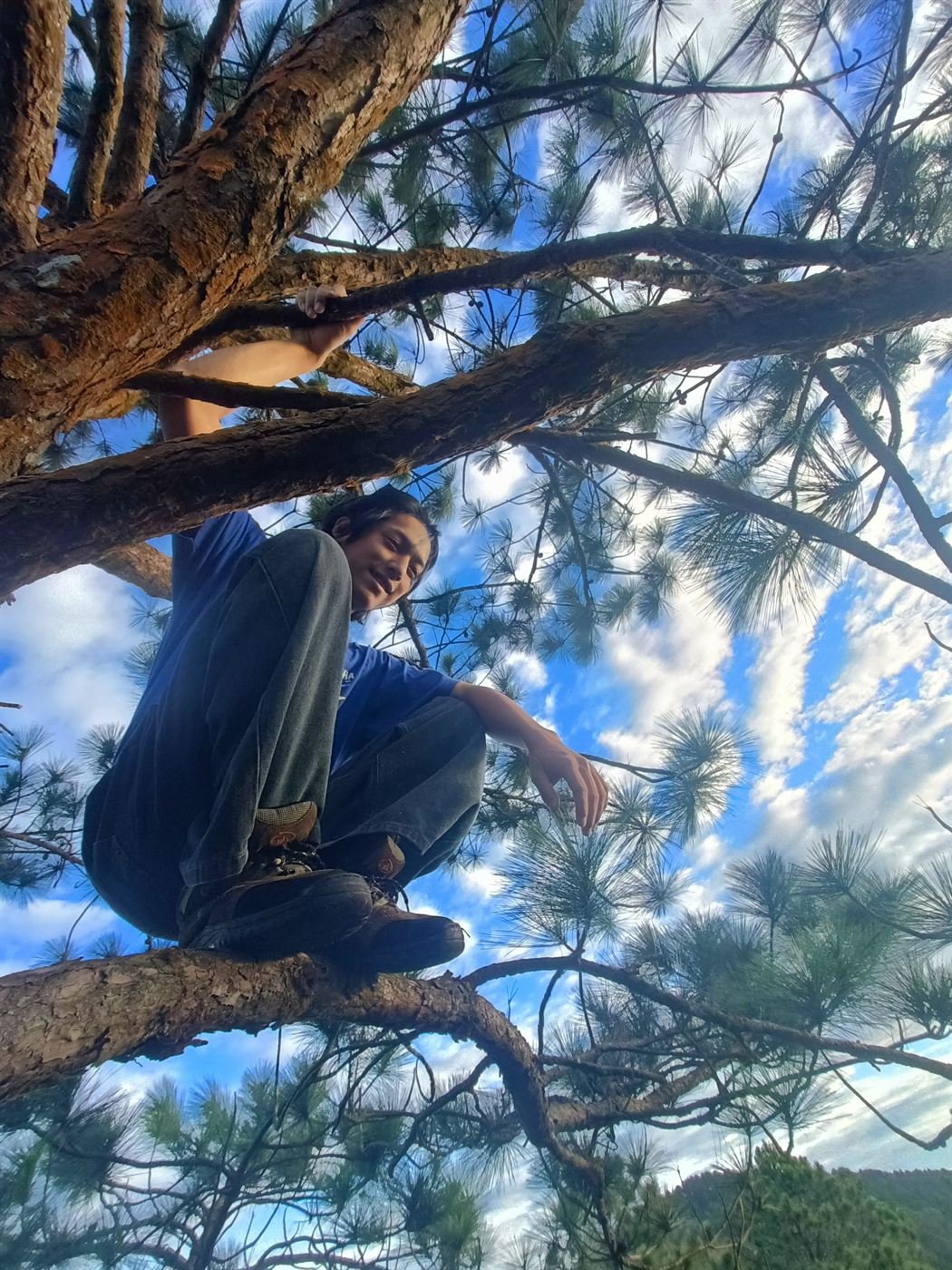 Sitting high up in a pine tree