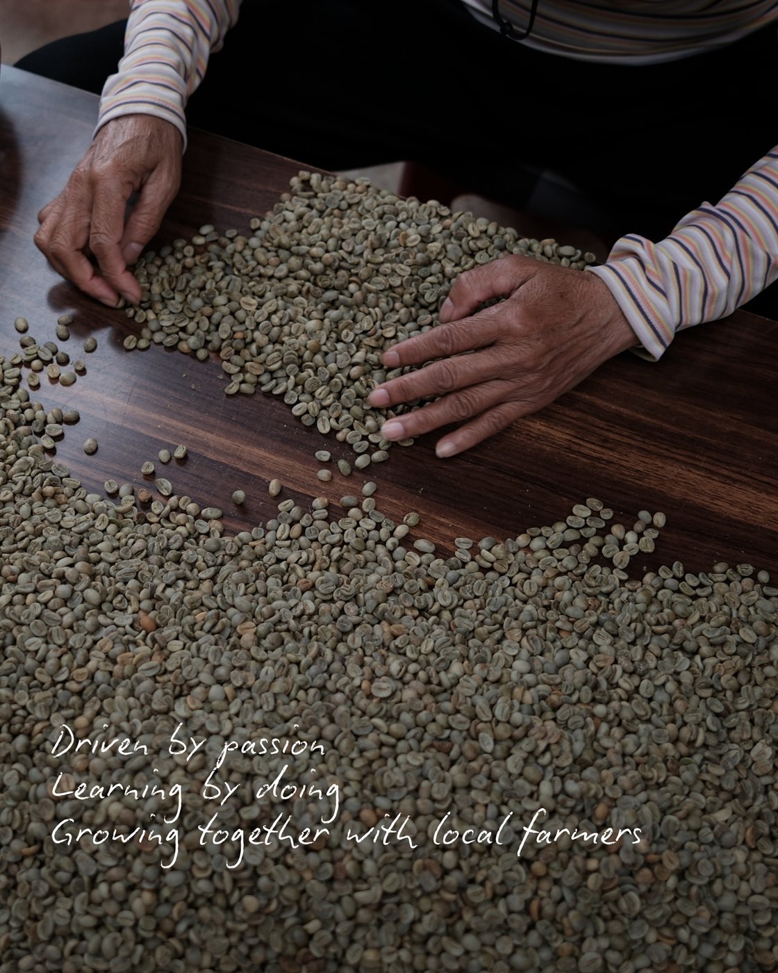 Hands sorting green coffee beans – driven by passion, learning by doing, growing together with local farmers