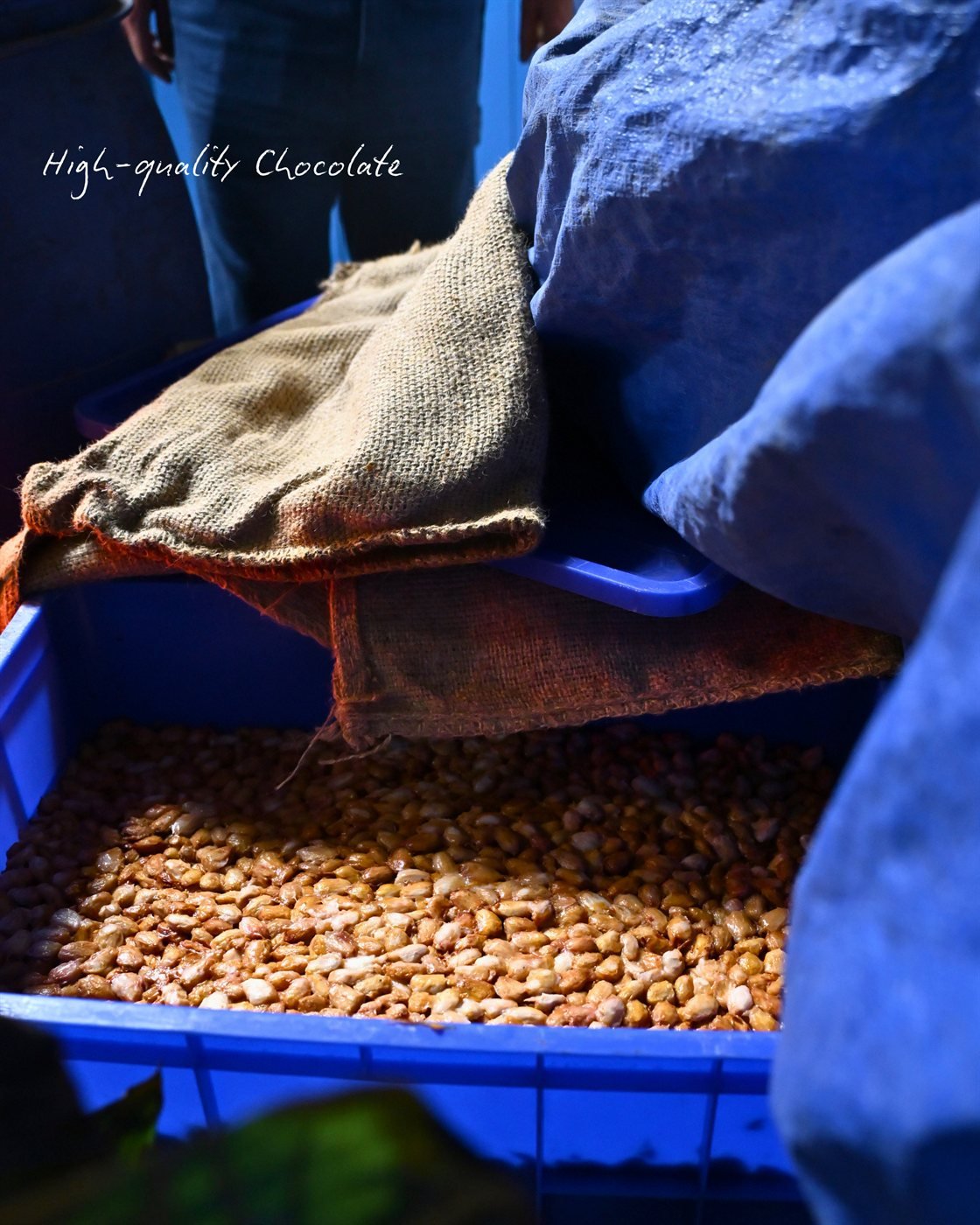 High-quality chocolate: fermenting cacao beans